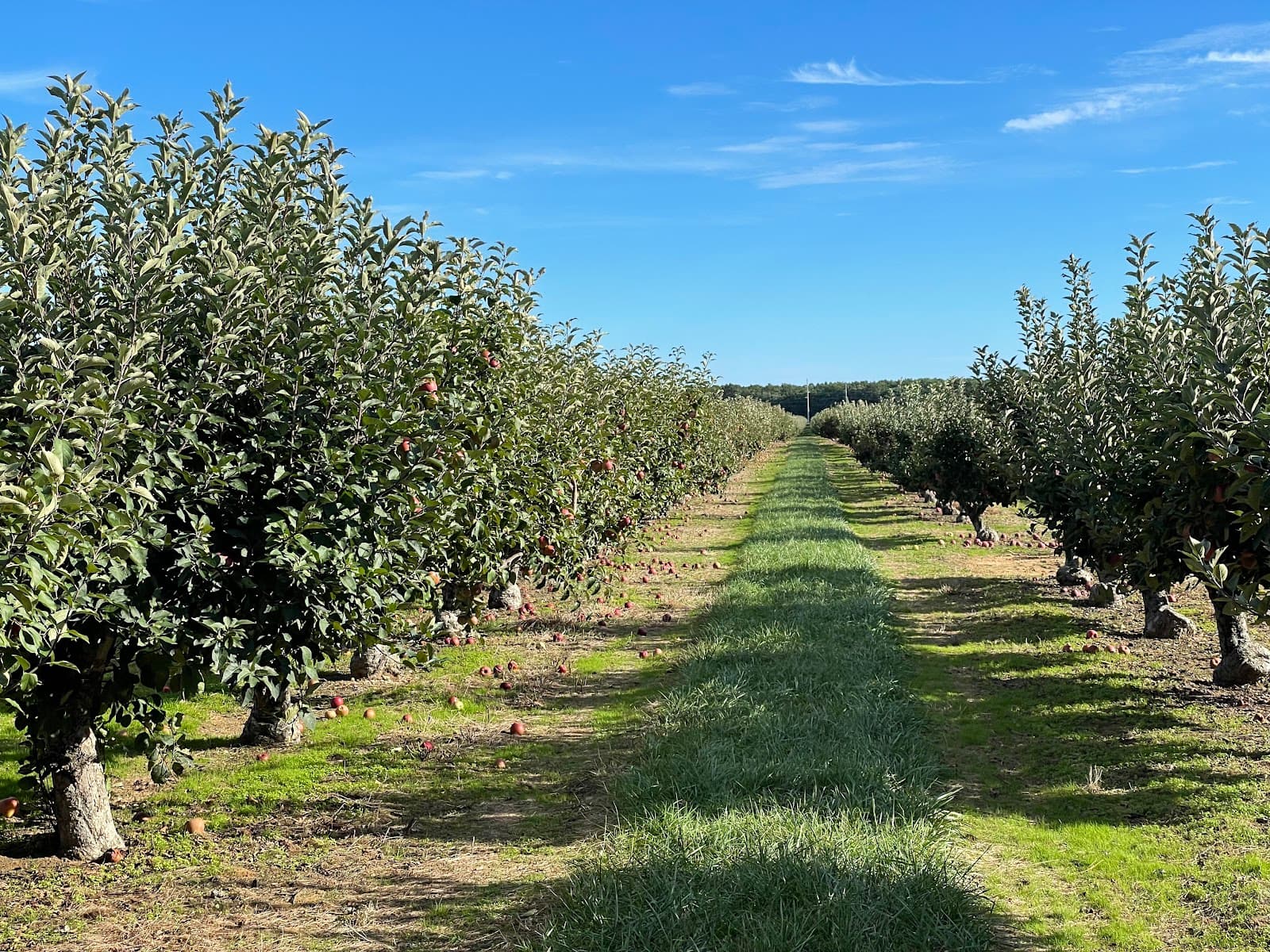 Lewin Farms Apple Picking u-pick farm
