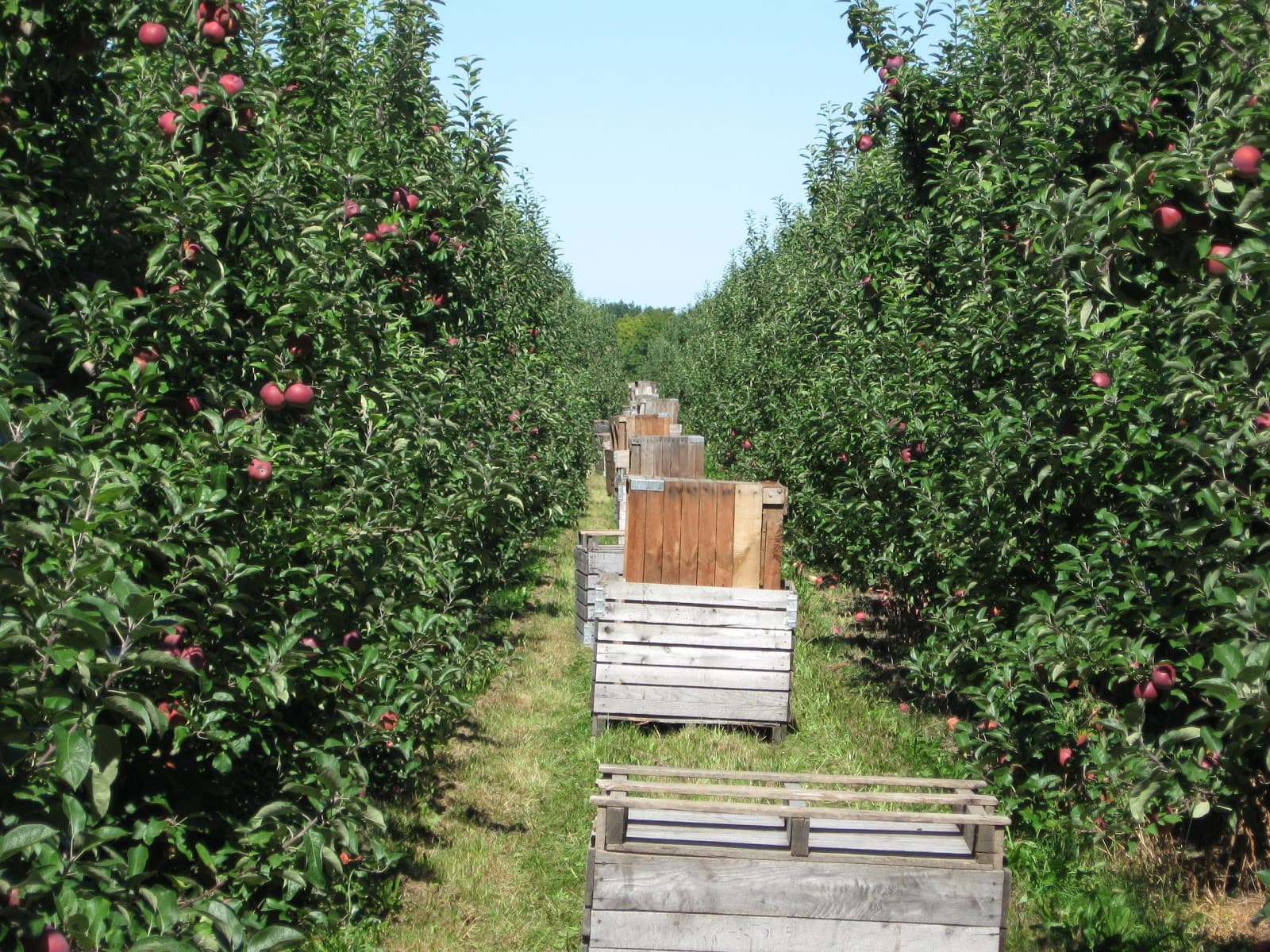 Newroyal Orchards u-pick farm