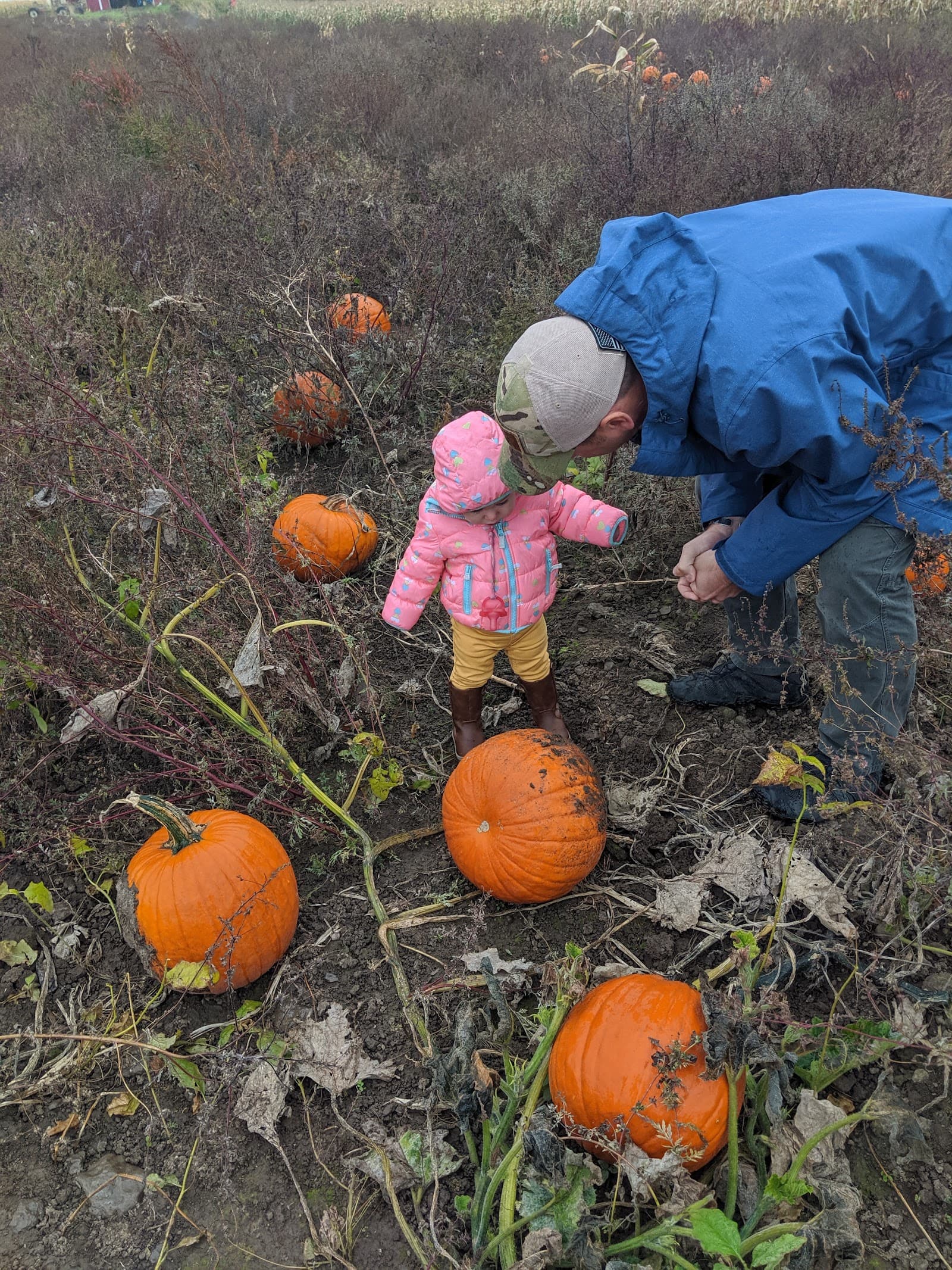 North Branch Farms u-pick farm