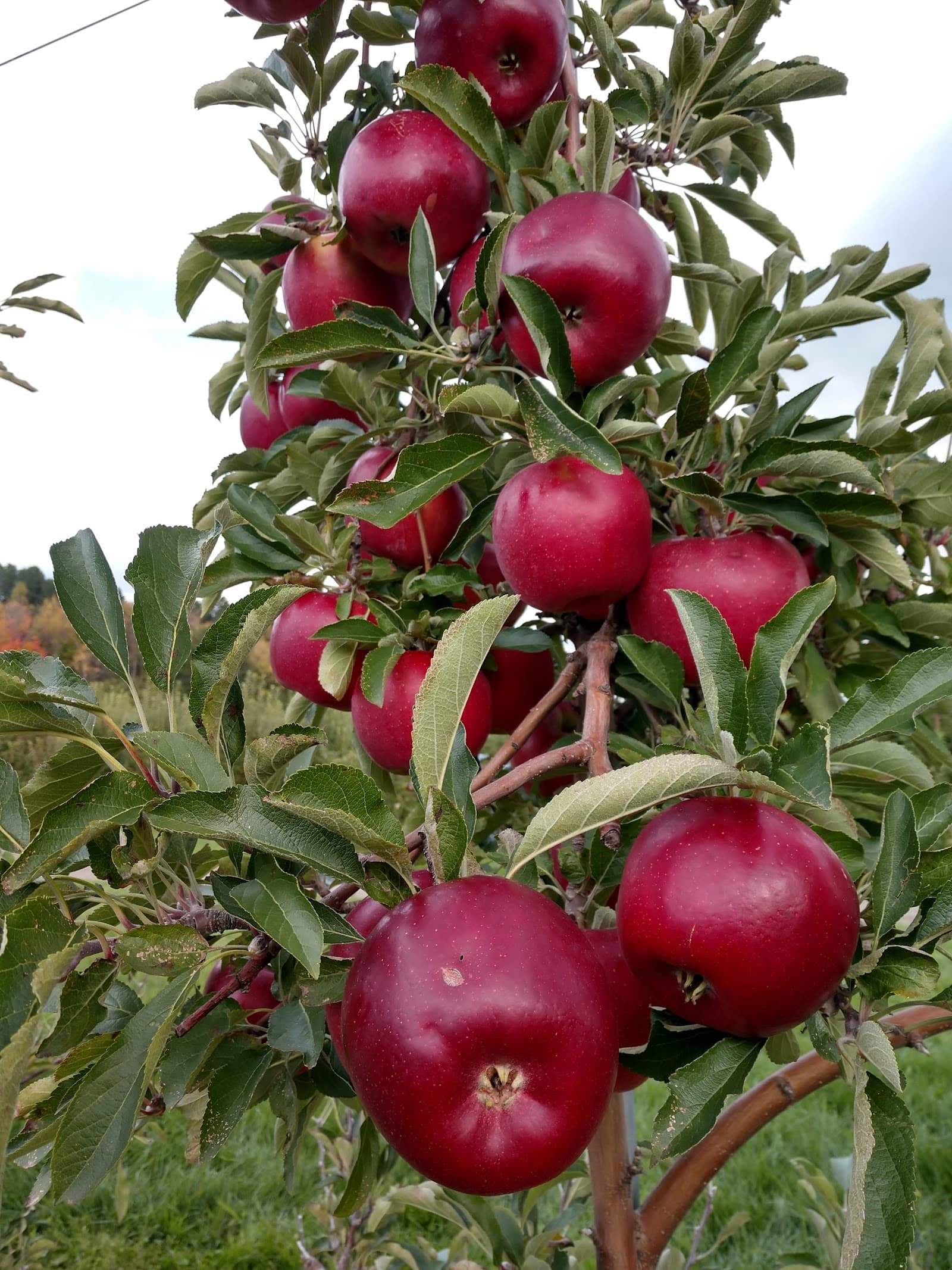Owen Orchards u-pick farm
