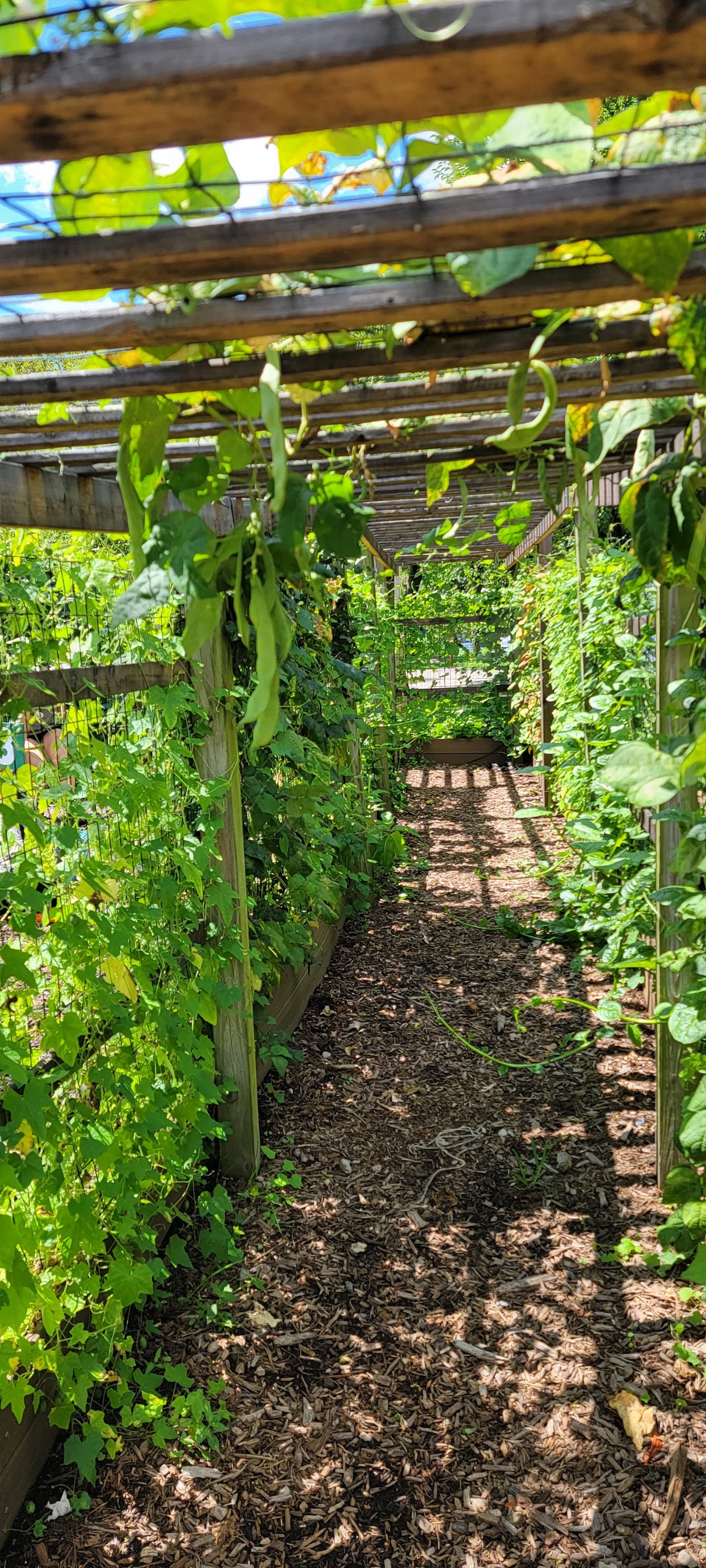 Randall's Island Urban Farm u-pick farm