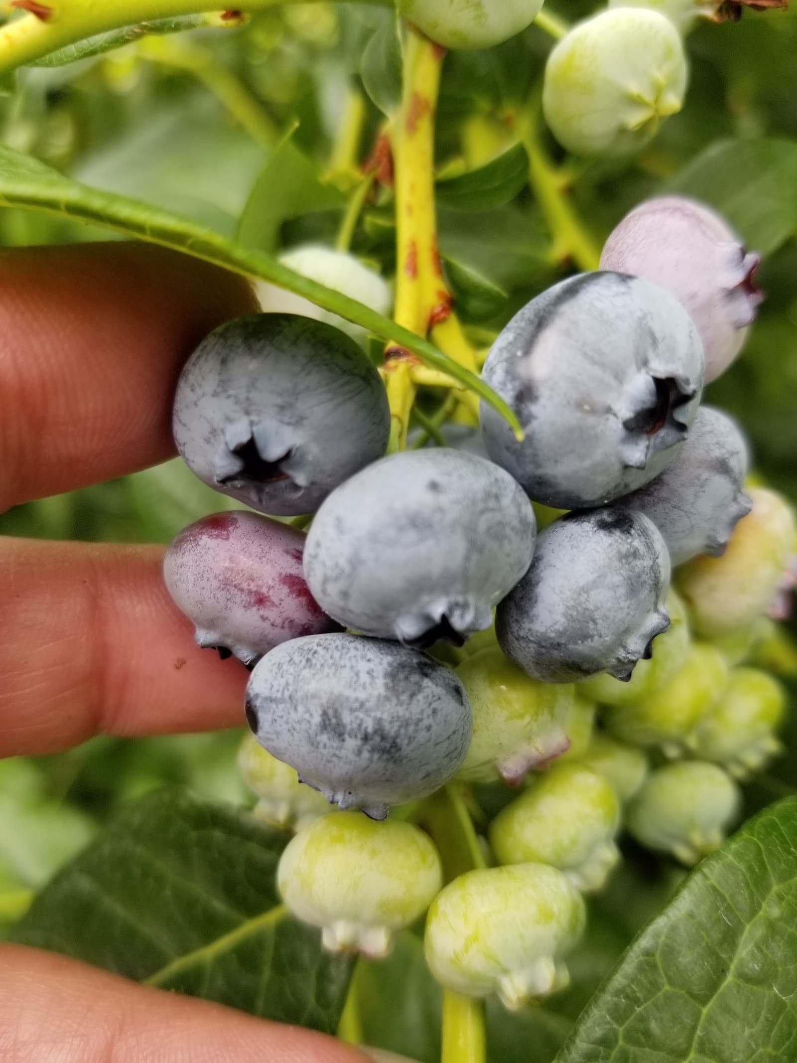 Russels U Pick blueberries u-pick farm