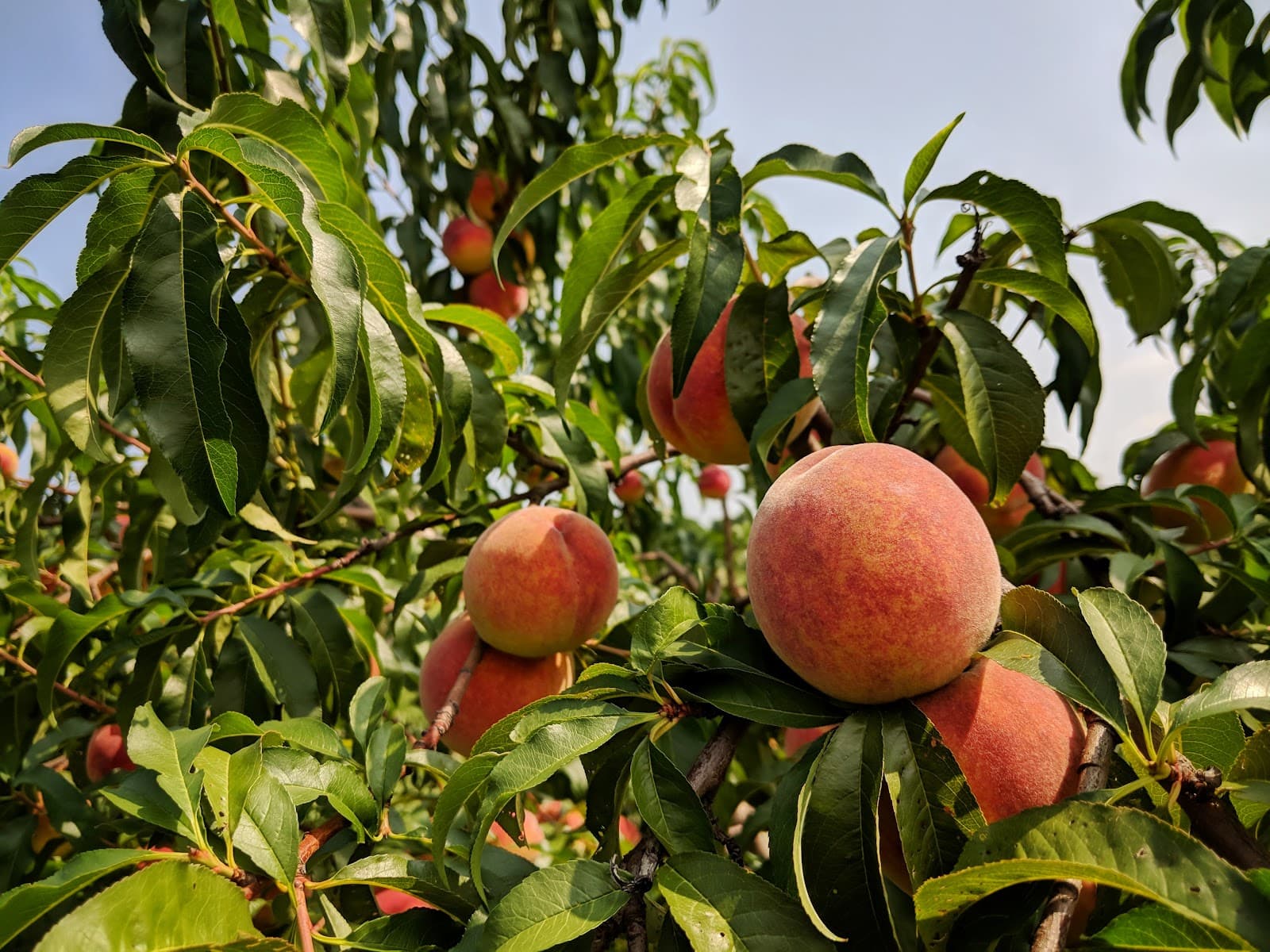 Sanger Farm & Bakery u-pick farm