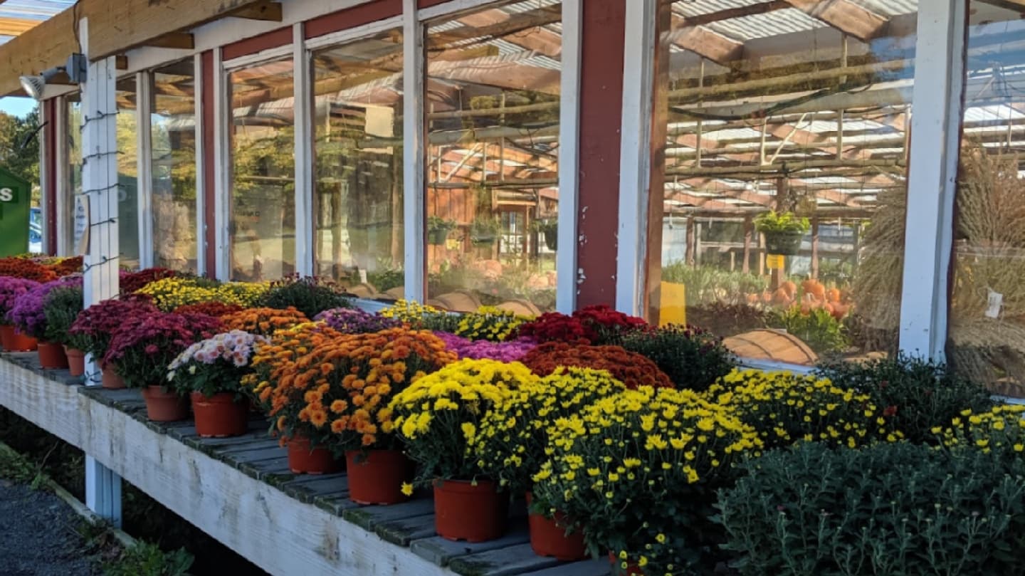 The Chatham Berry Farm u-pick farm