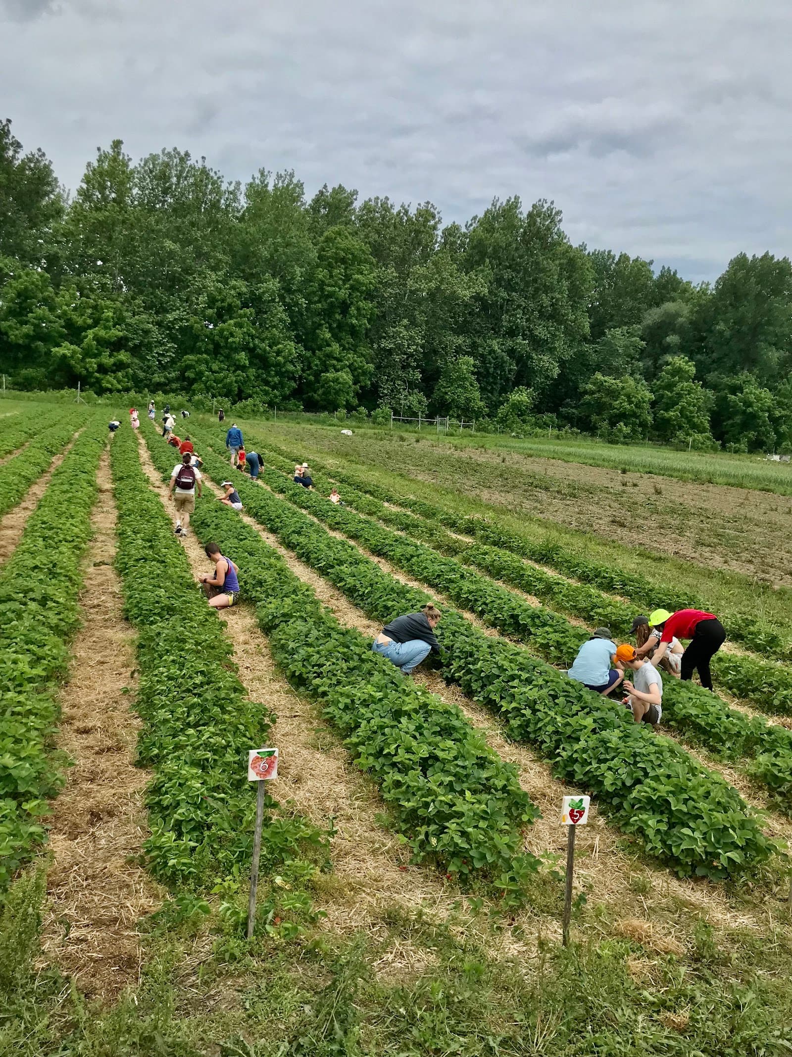 Whistle Down Farm u-pick farm