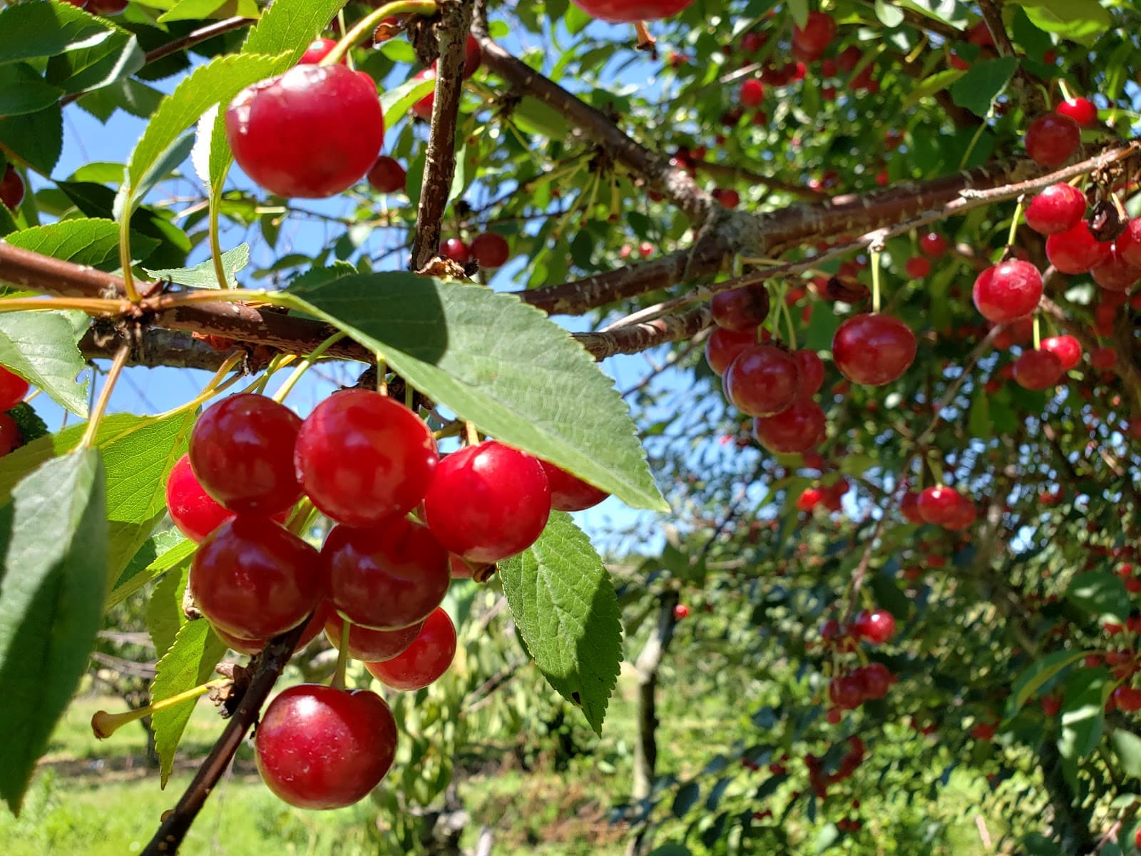 Wickham's Fruit Farm u-pick farm
