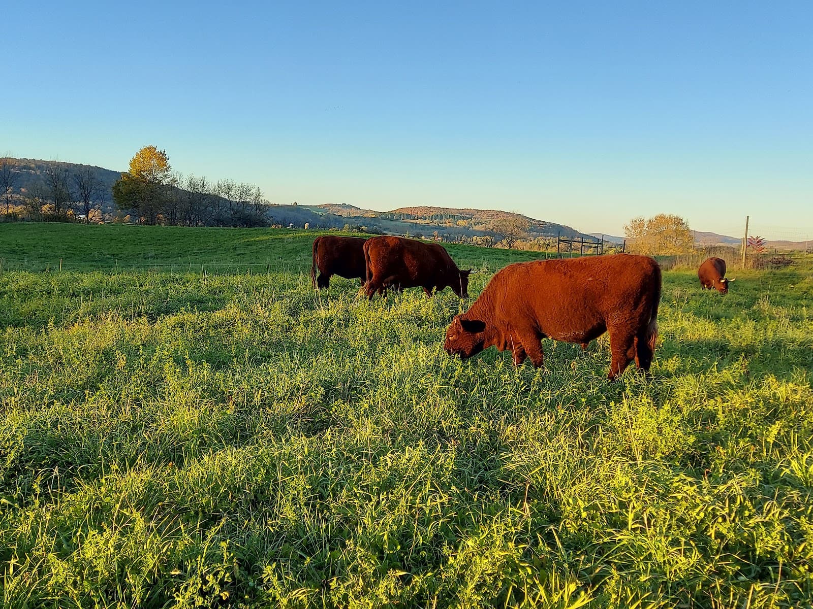 Windfall Farm & Orchard u-pick farm