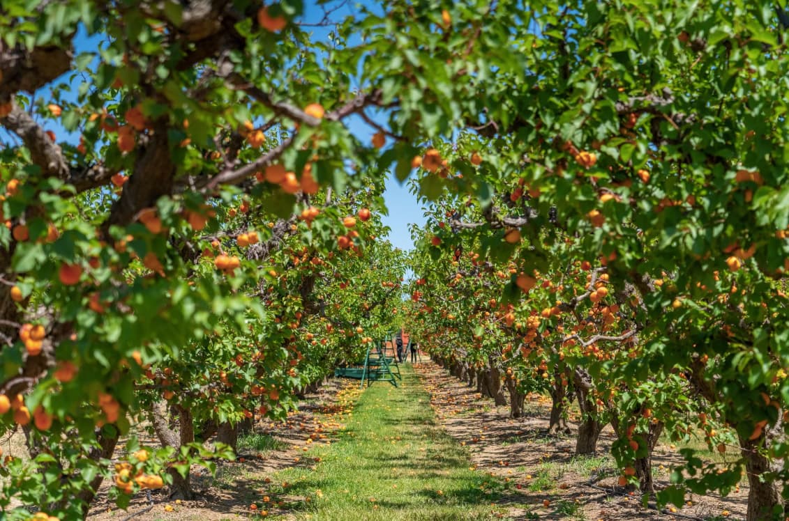 U-pick farm with rows of crops ready for harvesting